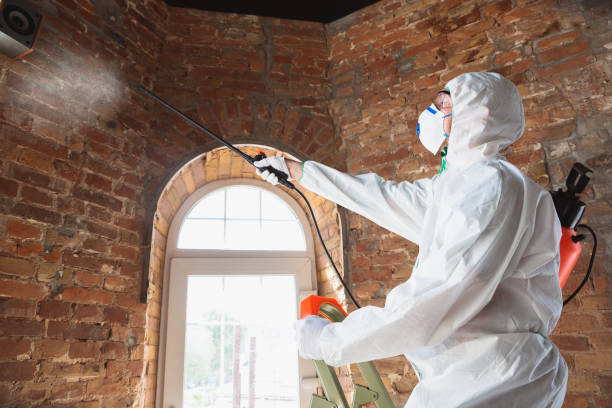 Why You Should Choose Our Mold Remediation Services in North Falmouth, MA